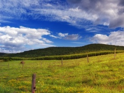 Cornfield, pasture and hayfield in Sullivan Township