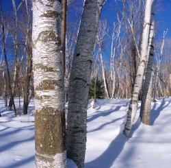 White birches, Marion E. Brooks Natural Area, Moshannon State Forest.
